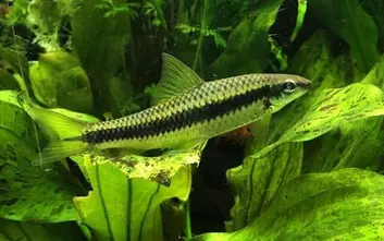 Fringe barb / Flying fox